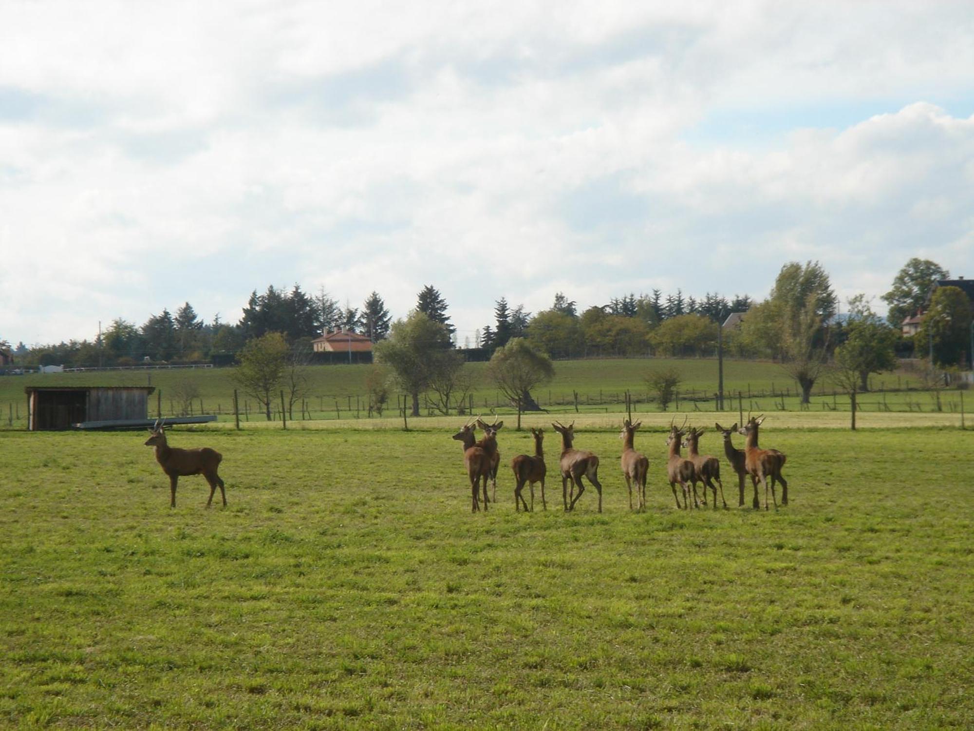 Bed & Breakfast La Ferme Aux Biches Commelle-Vernay