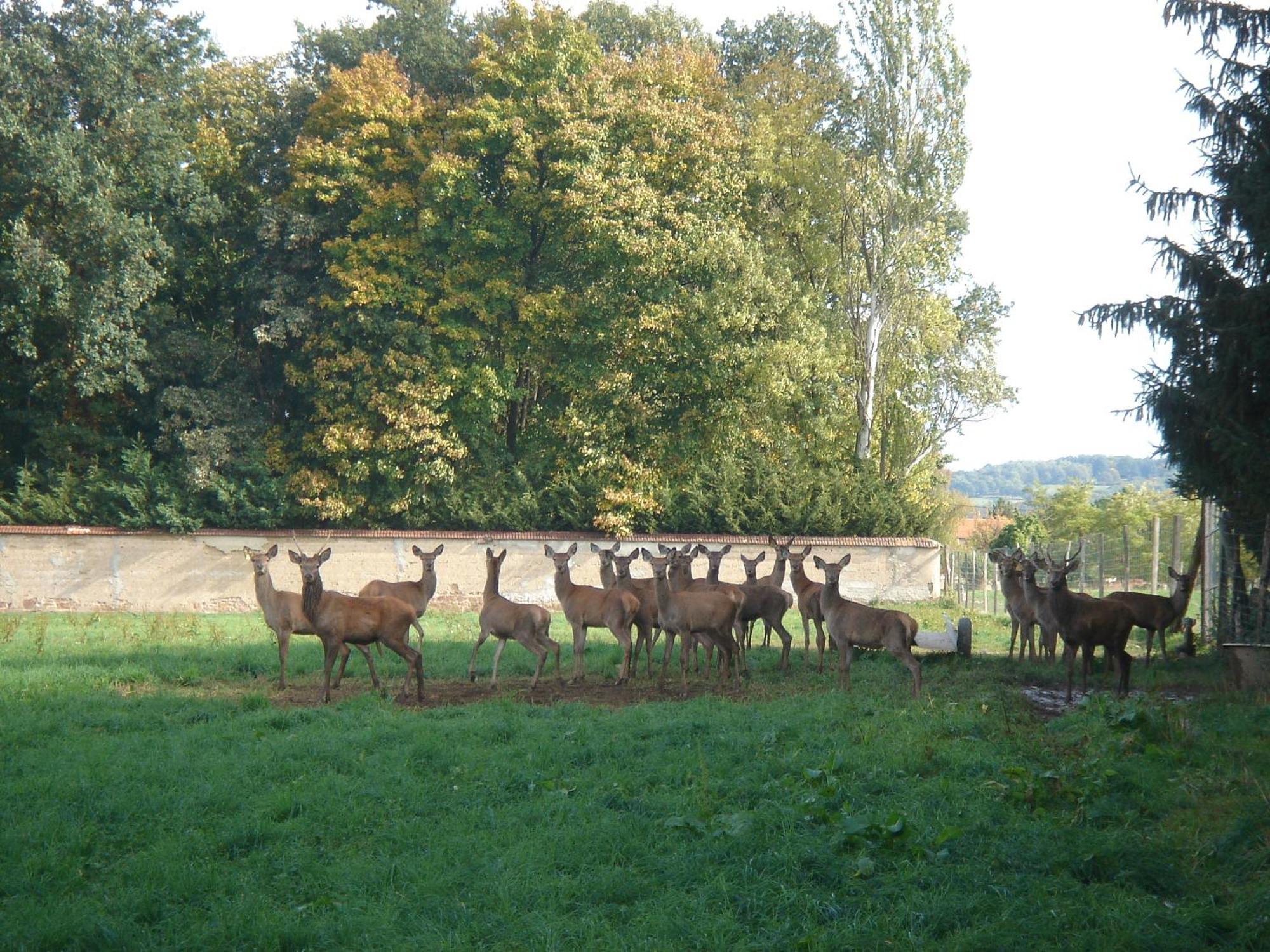La Ferme Aux Biches Bed & Breakfast *